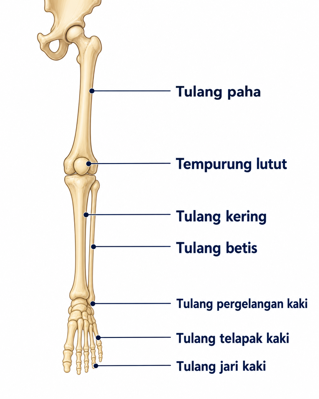 Diagram Anggota Gerak Bawah dengan label tulang